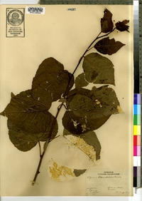 Populus tremuloides image