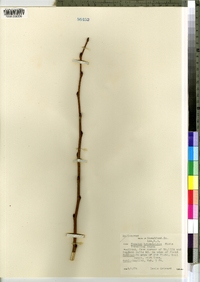 Populus tremuloides image