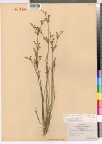 Juncus brevicaudatus image