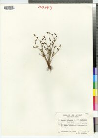 Juncus bufonius image