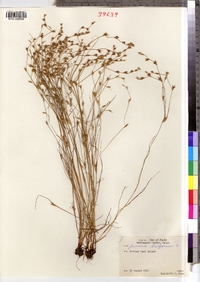 Juncus bufonius image