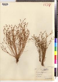 Juncus bufonius image