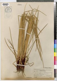 Juncus effusus image