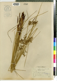 Juncus effusus image