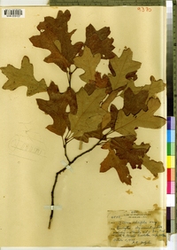 Quercus ilicifolia image