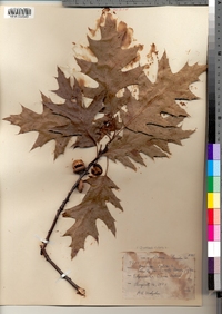 Quercus rubra image