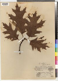 Quercus rubra image