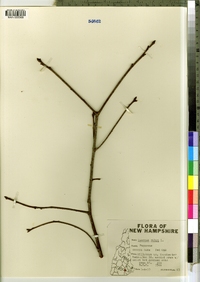 Quercus rubra image