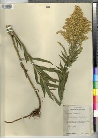 Solidago altissima image