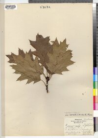 Quercus rubra image