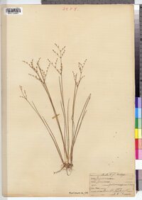 Juncus pelocarpus image