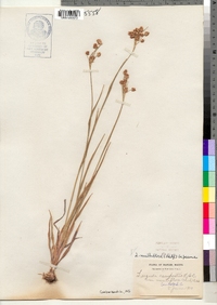 Luzula multiflora image