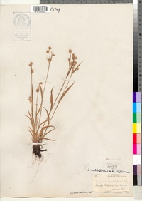 Luzula multiflora image