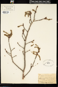 Populus tremuloides image