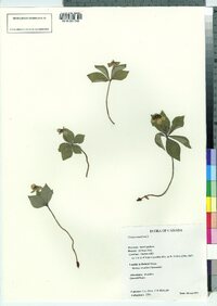 Cornus canadensis image