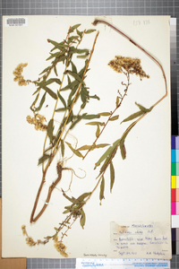 Solidago odora image