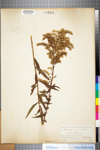 Solidago odora image