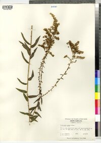 Solidago odora image