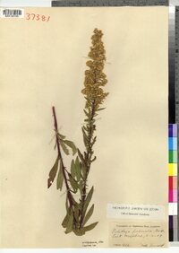 Solidago puberula image