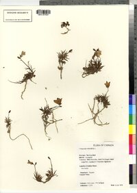 Campanula rotundifolia image