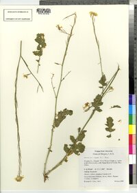 Brassica nigra image