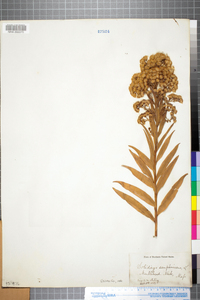 Solidago sempervirens image