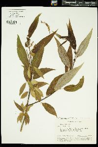 Image of Salix euxina