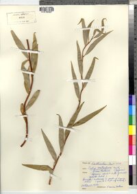 Image of Salix matsudana