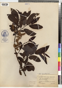 Image of Salix myricoides