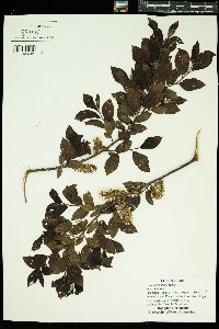 Image of Salix myrsinifolia
