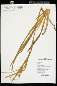 Carex folliculata image