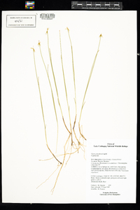 Carex pauciflora image