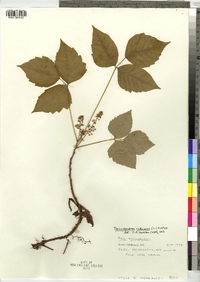 Toxicodendron radicans image