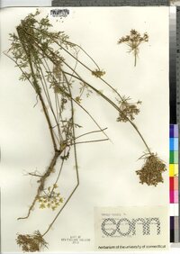 Daucus carota image