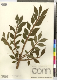 Euonymus alatus image