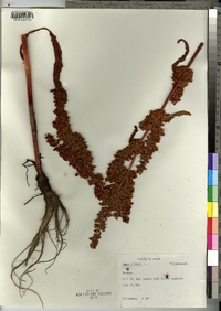 Rumex crispus image