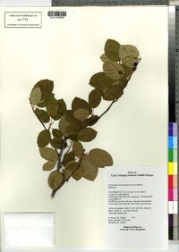 Amelanchier bartramiana image