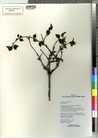 Viburnum dentatum var. lucidum image