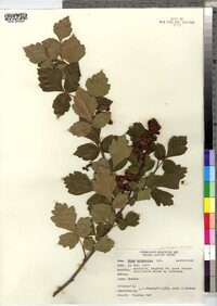 Rhus aromatica image