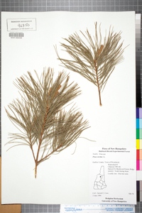 Pinus strobus image