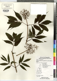 Sambucus racemosa image