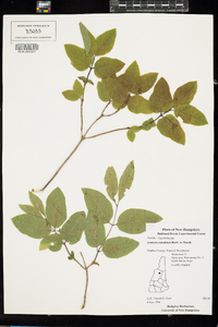 Lonicera canadensis image