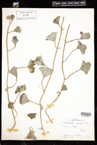 Image of Apodanthera undulata