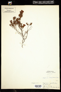 Hypericum fasciculatum image