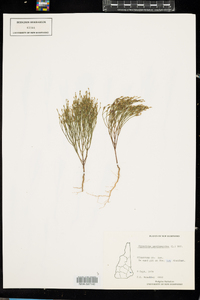 Hypericum gentianoides image