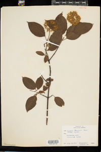 Cornus amomum image