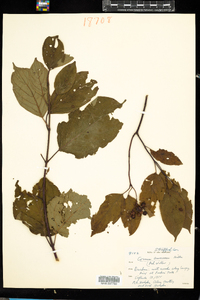 Cornus amomum image