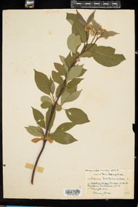 Image of Cornus bretschneideri