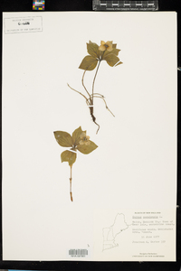 Cornus canadensis image