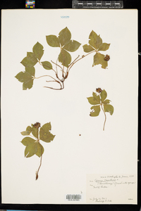 Cornus canadensis image